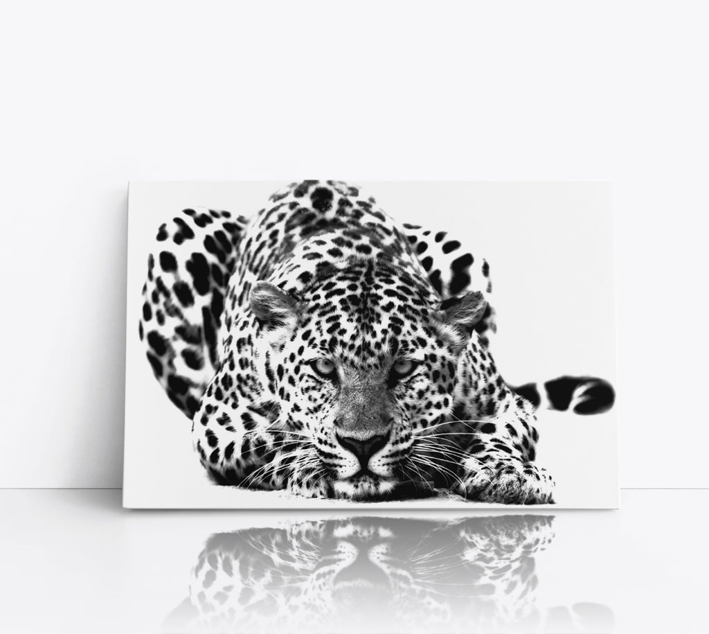 Black and White Big Cat Leopard Wall Art Canvas Print