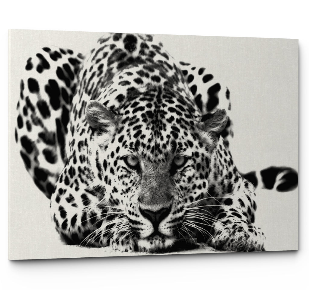Black and White Big Cat Leopard Wall Art Canvas Print