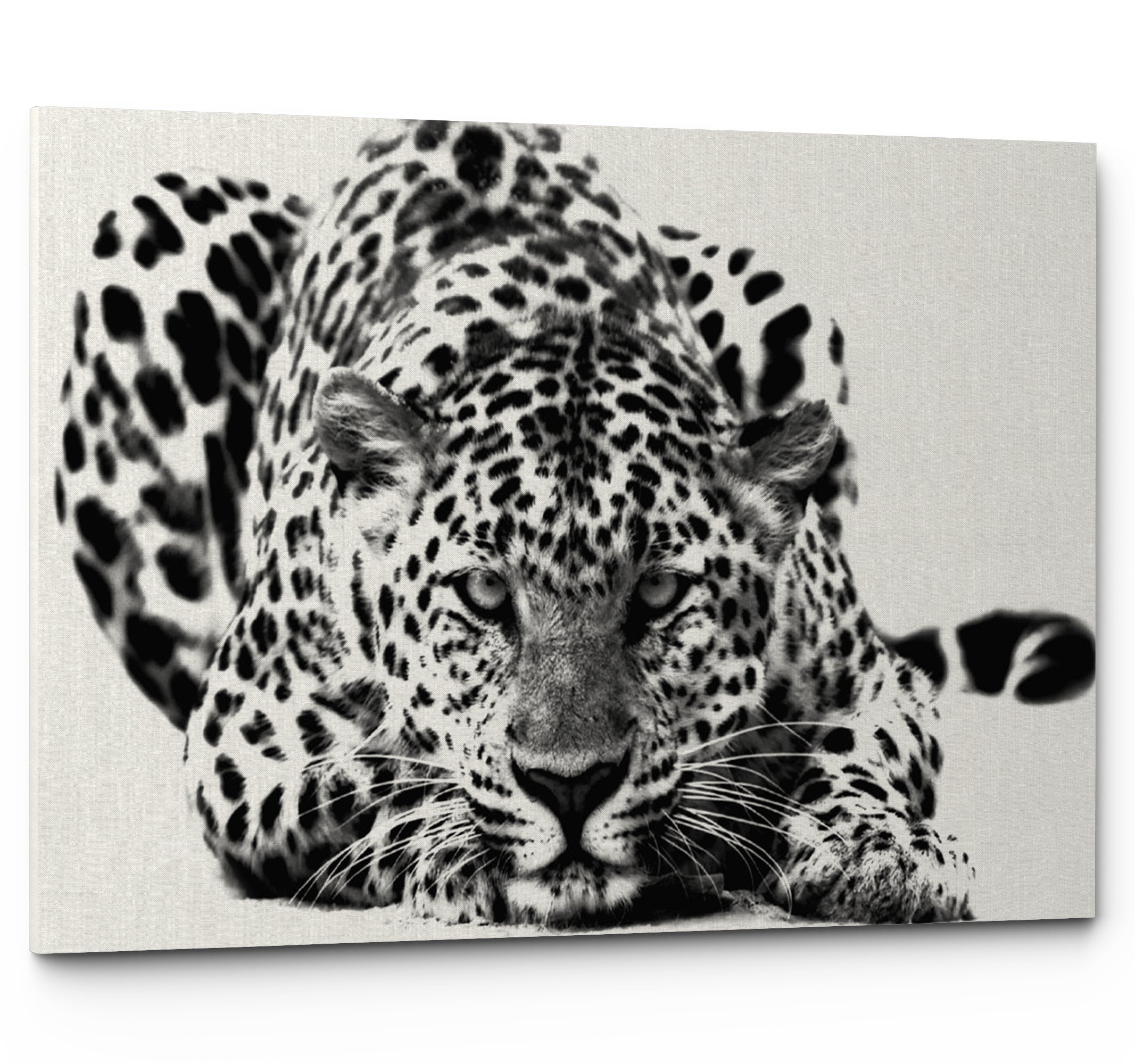 Black and White Big Cat Leopard Wall Art Canvas Print