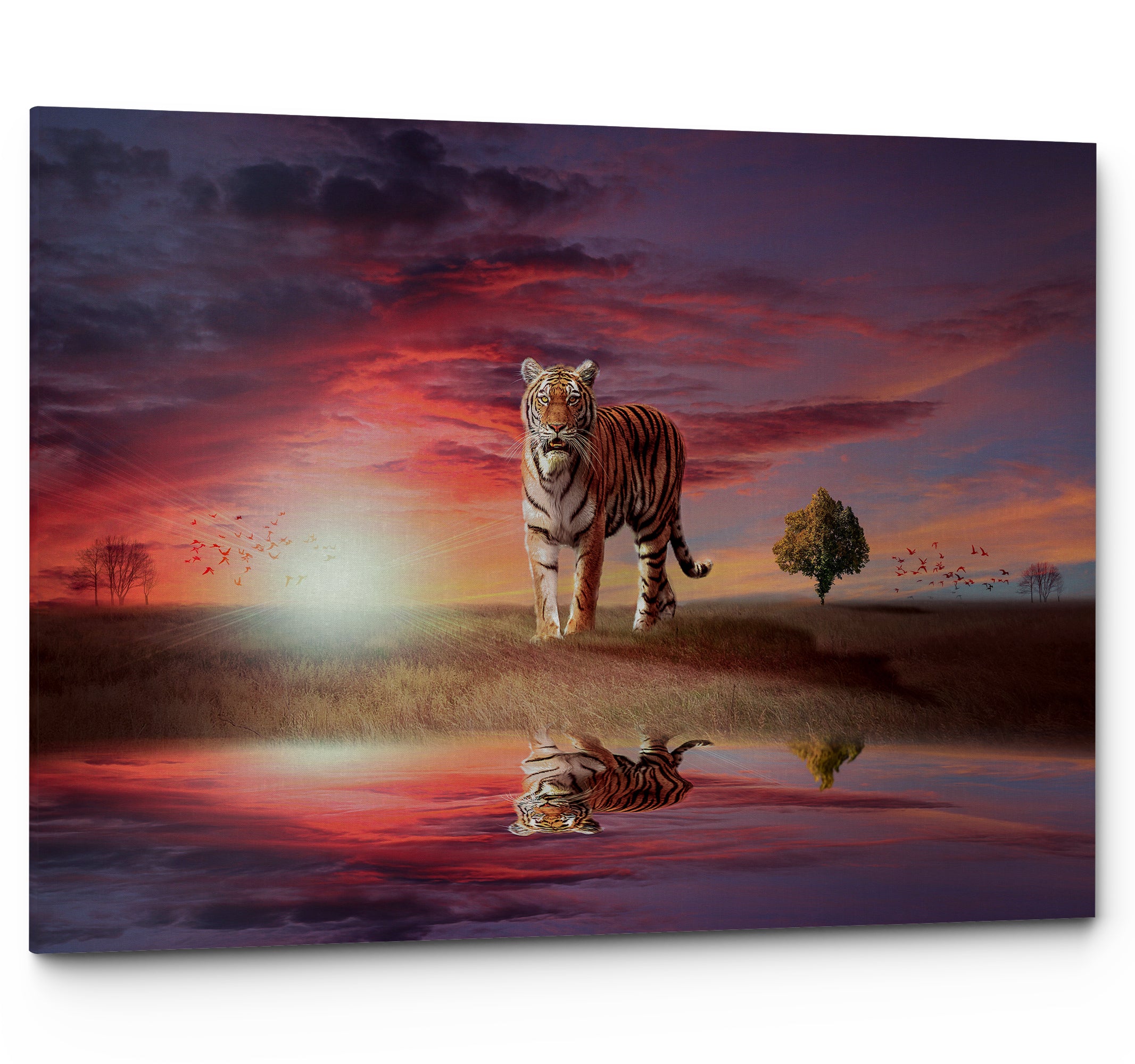 Tiger Big Cat In The Sunset Canvas Print Wall Art