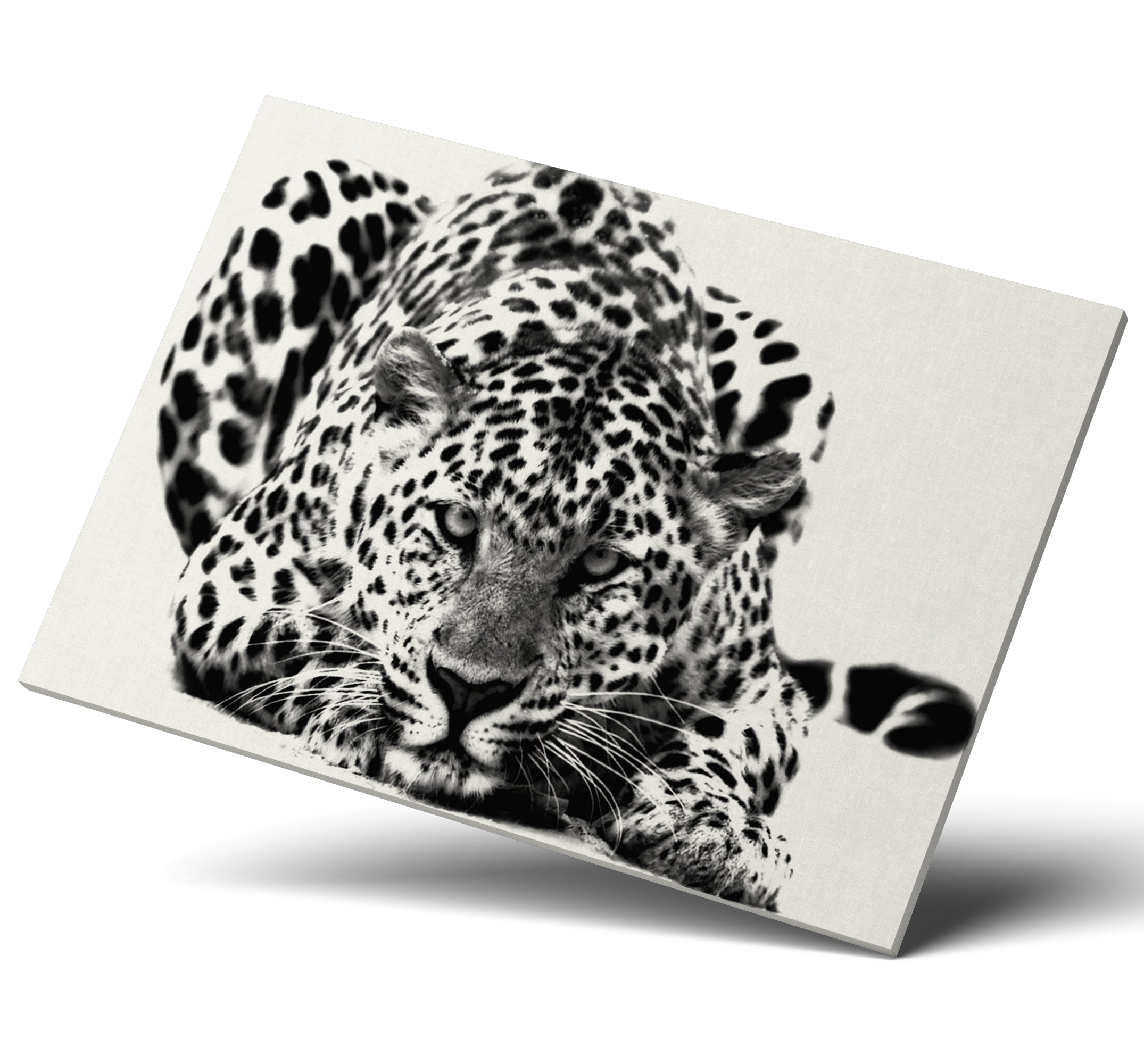 Black and White Big Cat Leopard Wall Art Canvas Print