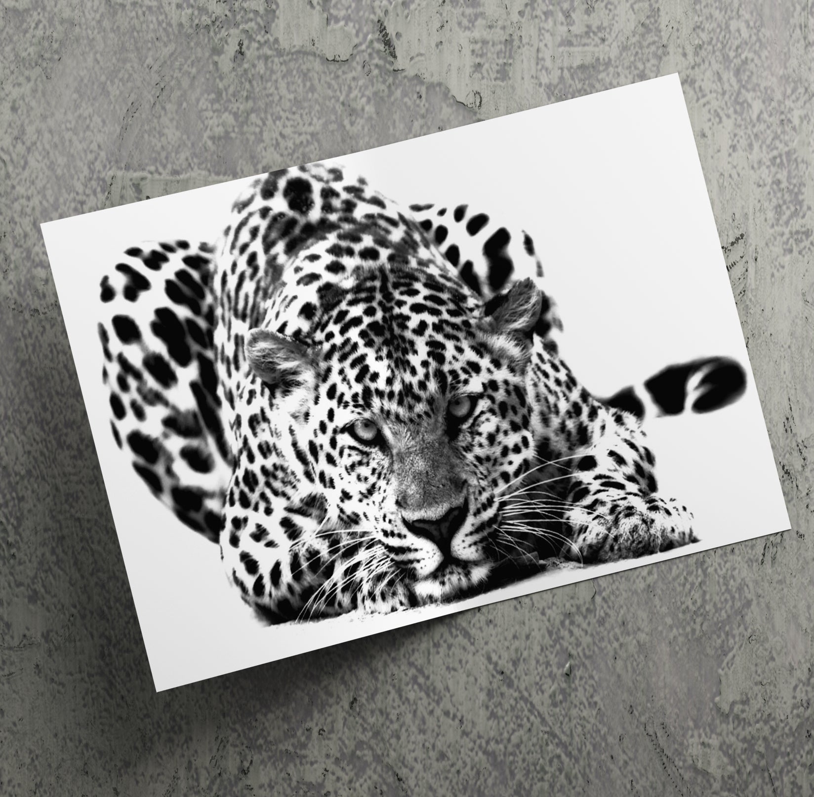 Black and White Big Cat Leopard Wall Art Canvas Print