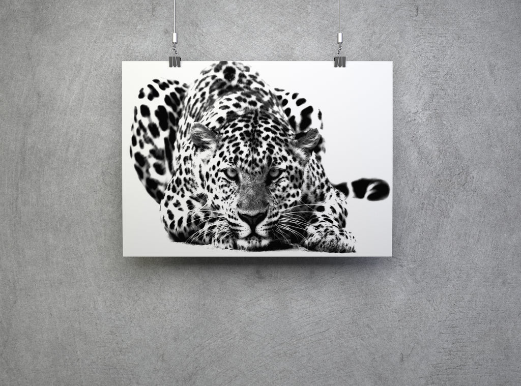 Black and White Big Cat Leopard Wall Art Canvas Print